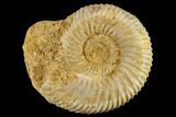 1 1/4" Perisphinctes Ammonite Fossils - Madagascar - Photo 3